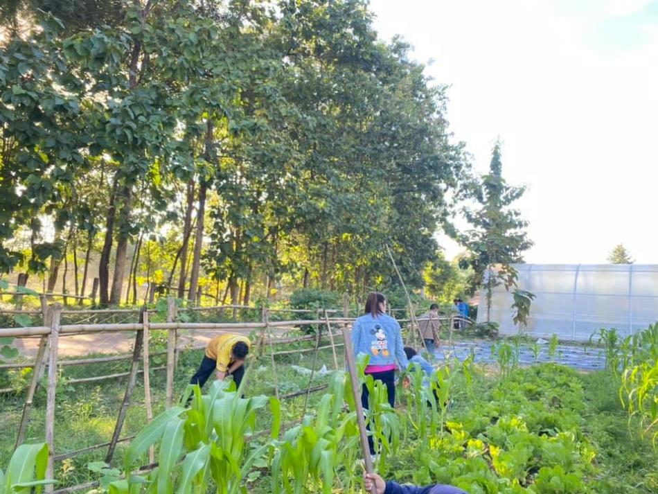 ปลูกผักสวนครัว เพื่อสร้างความมั่นคงทางอาหาร และสมุนไพรชนิดต่างๆ บริเวณสำนักงานเทศบาล (14 ภาพ)